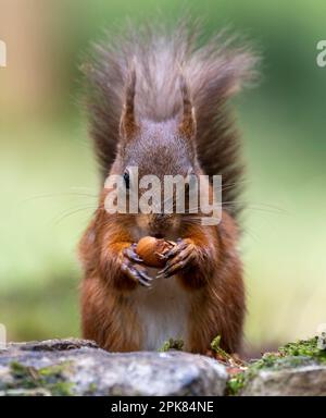 A solitary British Red Squirrel, (Sciurus vulgaris), sitting on a rock and eating a Hazlenut, its staple diet Stock Photo