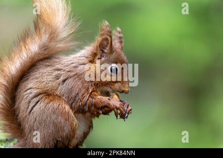 A British Red Squirrel, (Sciurus vulgaris), sitting and eating a Hazlenut (its staple diet) Stock Photo