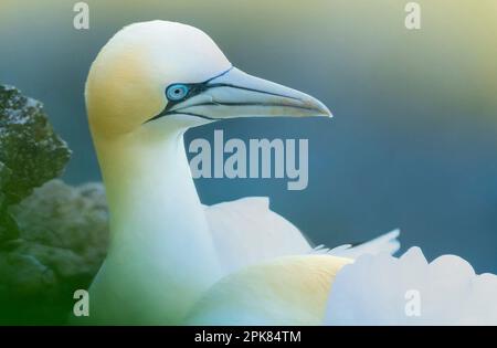 A solitary adult Northern Gannet, (Morus bassanus), nesting on the cliff at Bempton, East Riding of Yorkshire, UK Stock Photo