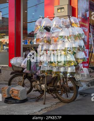 A battered Honda scooter overloaded with plastic bags containing goldfish in plastic bags filled with water in Pleiku, Vietnam. Stock Photo