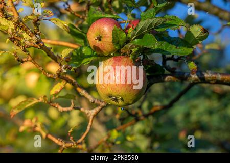 Two apples hanging on the branches of an apple tree with dawn light and dew drops Stock Photo