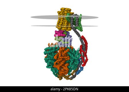 Bovine mitochondrial ATP synthase, 3D Gaussian surface model isolated, chain id color scheme, putative membrane shown, PDB 5ara, white background Stock Photo