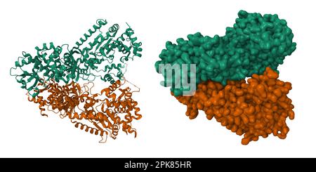 Anthrax toxin lethal factor. 3D cartoon and Gaussian surface models, PDB 1j7n, chain id color scheme, white background Stock Photo