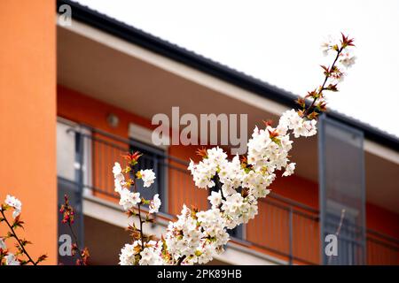 beautiful white Oshima cherry blossom. scientific name Prunus speciosa. closeup view. soft blurred residentia building stucco elevation.. spring scene Stock Photo