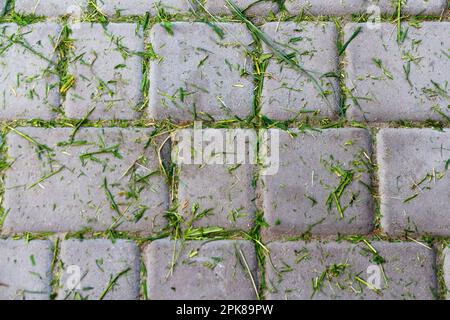 Green grass, organic plant texture on pave gray background, top view. Fresh grass in a garden trolley. Cleaning of freshly mown grass in the garden. H Stock Photo