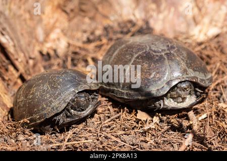 Eastern Mud Turtle Stock Photo