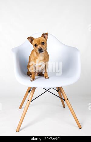Cute brown sitting chihuahua facing the camera wearing a bow tie ...