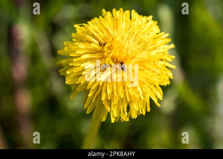Blooming dandelion, plant close-up, spring in the meadow. Stock Photo