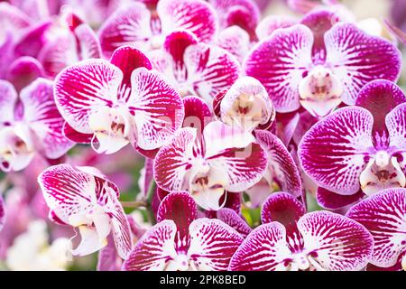 Phalaenopsis Orchid flower in garden at spring day for postcard beauty ...