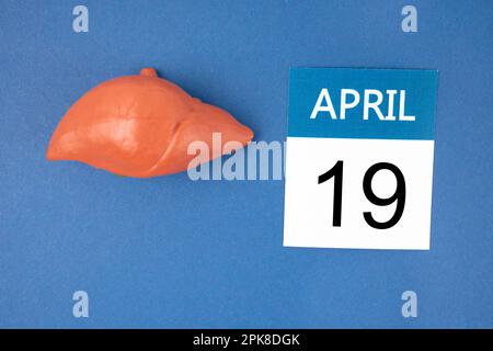 April 19th calendar and liver human artificial on blue background. World Liver Day Concepts. Stock Photo