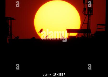 Kathmandu, Nepal. 6th Apr, 2023. Birds take flight silhouetted against the setting sun on the outskirts of Kathmandu, Nepal on Thursday, April 6, 2023. (Credit Image: © Skanda Gautam/ZUMA Press Wire) EDITORIAL USAGE ONLY! Not for Commercial USAGE! Stock Photo