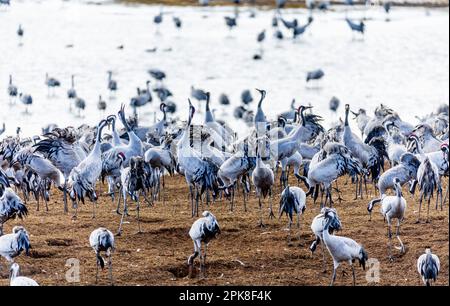 Falkoping, Sweden, on April 06, 2023.The annual crane dance at Lake Hornborga outside Falkoping, Sweden, on April 06, 2023. Migrating Cranes pass through the wetlands at the southern tip of Lake Hornborga, outside Falkoping during springtime every year on their journey from southern Europe. The cranes stop at the lake for a rest and a dance before flying further north in Sweden. Photo: Adam Ihse/TT/Kod 9200 Credit: TT News Agency/Alamy Live News Stock Photo