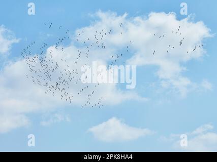 Cumulus clouds on blue sky, texture background. Stock Photo