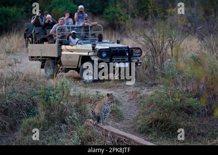 Safari tourists admire a wild leopard in close proximity to the safari vehicle, South Luangwa Nationalpark, Zambia, Africa Stock Photo