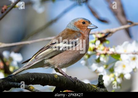 Male Chaffinch (Fringilla coelebs) - reddish-brown and bluish-grey small bird Stock Photo