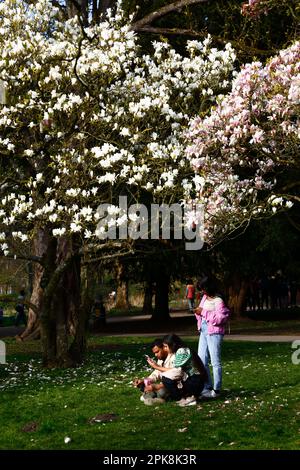 UK Weather April 4th, 2023. Cardiff, Suth Wales. People enjoy a sunny spring afternoon next to flowering Magnolia trees in Bute Park, Cardiff. Stock Photo