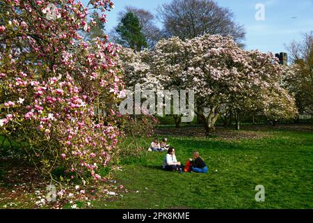 UK Weather April 4th, 2023. Cardiff, South Wales. People enjoy a sunny spring afternoon next to flowering Magnolia trees in Bute Park, Cardiff. In the right background is one of the towers of Cardiff Castle. Stock Photo