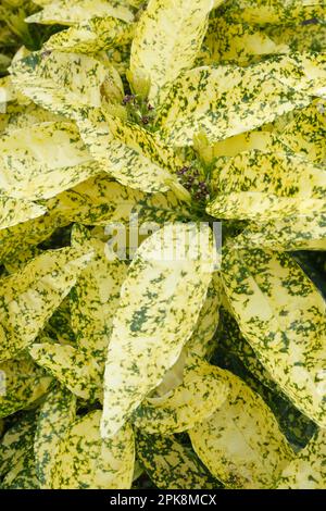 Aucuba japonica Crotonifolia, Spotted Laurel, evergreen shrub, gold-blotched and finely-speckled leaves Stock Photo