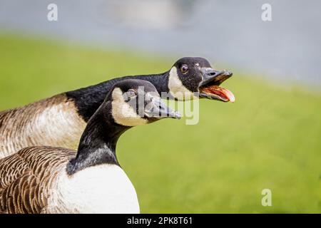 Close up of the heads of two Canada Geese honking aggressively with beak open and tongue and teeth showing. Stock Photo