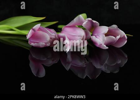 black mirror background with pink tulips and copy space Stock Photo