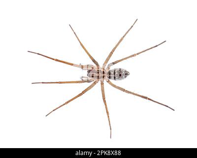 European giant house spider Eratigena (formerly Tegenaria) atrica, isolated on white background Stock Photo