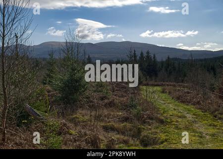 grassy path through the forest at Glen Trool,Galloway Forest Park, Dumfries and Galloway,Scotland,UK Stock Photo