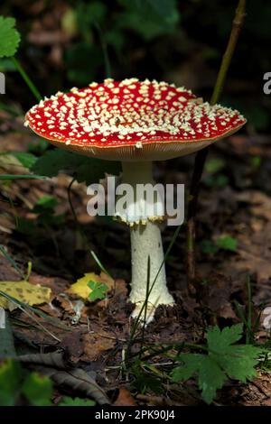 Close-up of a fly agaric Amanita muscaria in a Swedish forest Stock Photo