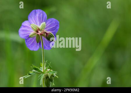 Blooming flower of Geranium pratense also known as Meadow Cranesbill in meadow Stock Photo