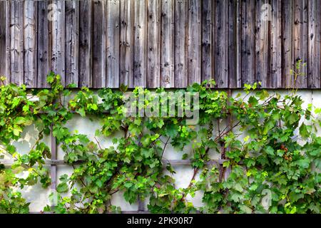 Wild vines growing on old farm building Stock Photo