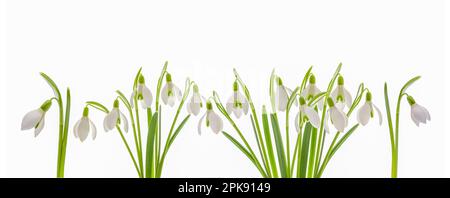 Blooming snowdrops against white background Stock Photo