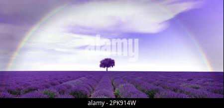 Lavender field with rainbow Stock Photo