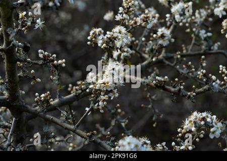 Beautiful open blossoms on a wild plum tree in nature, beginning of spring Stock Photo