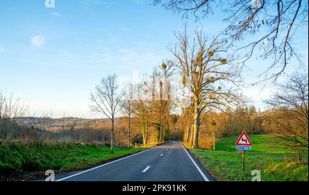 Trees with mistletoes along a road in the Ardennes, Belgium Stock Photo