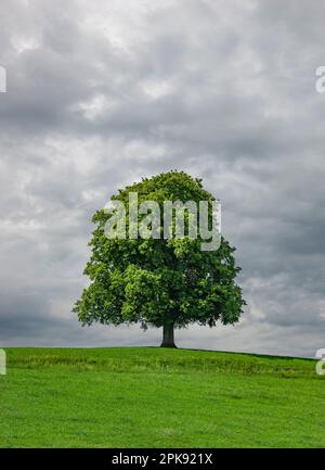 Big old tree on a green meadow Stock Photo