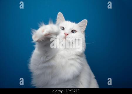 White ragdoll Cat raising fluffy paw. Portrait on Blue background with copy space Stock Photo