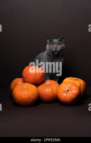 cat looking surprised or shocked, sitting behind a bunch of pumpkins. portrait on brown background with copy space Stock Photo