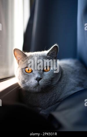 british shorthair blue cat with orange colored eyes resting on window sill looking at camera. portrait with copy space Stock Photo