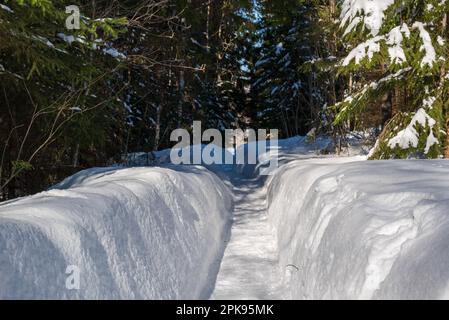 A small shortcut in the snow through the forest on the way to the store. Picture from vassternorrland sweden. Selective focus. Stock Photo