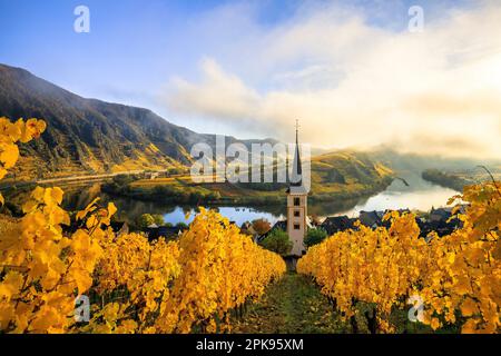 Gorgeous sunrise over the Mosel loop near Bremm. Autumn photo of the yellow vineyards, beautiful light in the morning. Stock Photo