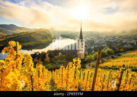 Gorgeous sunrise over the Mosel loop near Bremm. Autumn photo of the yellow vineyards, beautiful light in the morning. Stock Photo