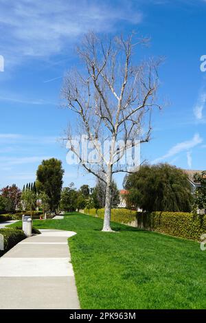 California Sycamore Tree Stock Photo