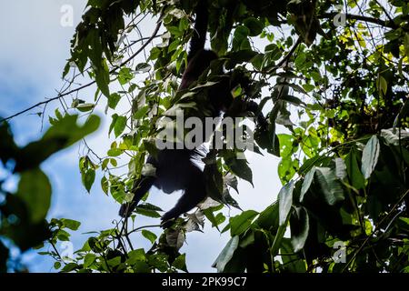 Beautiful monkey in Palenque archeological site in Mexico. Vivid landscape photo. Stock Photo