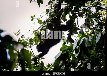 Beautiful monkey in Palenque archeological site in Mexico. Vivid landscape photo. Stock Photo