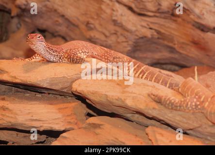 The central netted dragon or central netted ground dragon (Ctenophorus nuchalis) is a species of agamid lizard occurring in a wide range of arid to se Stock Photo