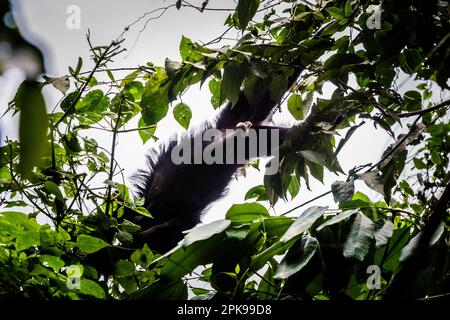 Beautiful monkey in Palenque archeological site in Mexico. Vivid landscape photo. Stock Photo