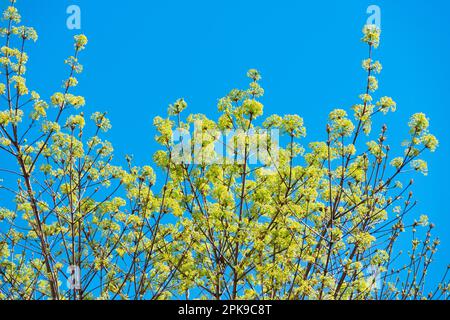 Italy, Lombardy, Norway Maple, Acer Platanoides, Flowering Stock Photo