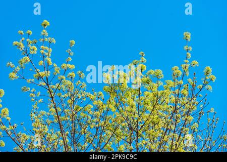 Italy, Lombardy, Norway Maple, Acer Platanoides, Flowering Stock Photo