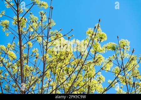 Italy, Lombardy, Norway Maple, Acer Platanoides, Flowering Stock Photo