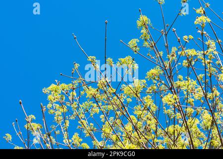 Italy, Lombardy, Norway Maple, Acer Platanoides, Flowering Stock Photo