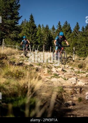 Mountain bikers on single trail in the High Vosges below the Vosges main ridge at Ringelbuhlkopf. Downhill from Chalet Erichson du Club Vosgien to Lac Vert. Stock Photo